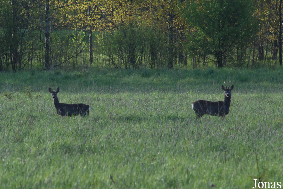 Białowieża