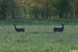 Białowieża