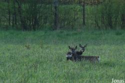 Białowieża