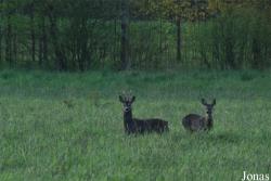 Białowieża