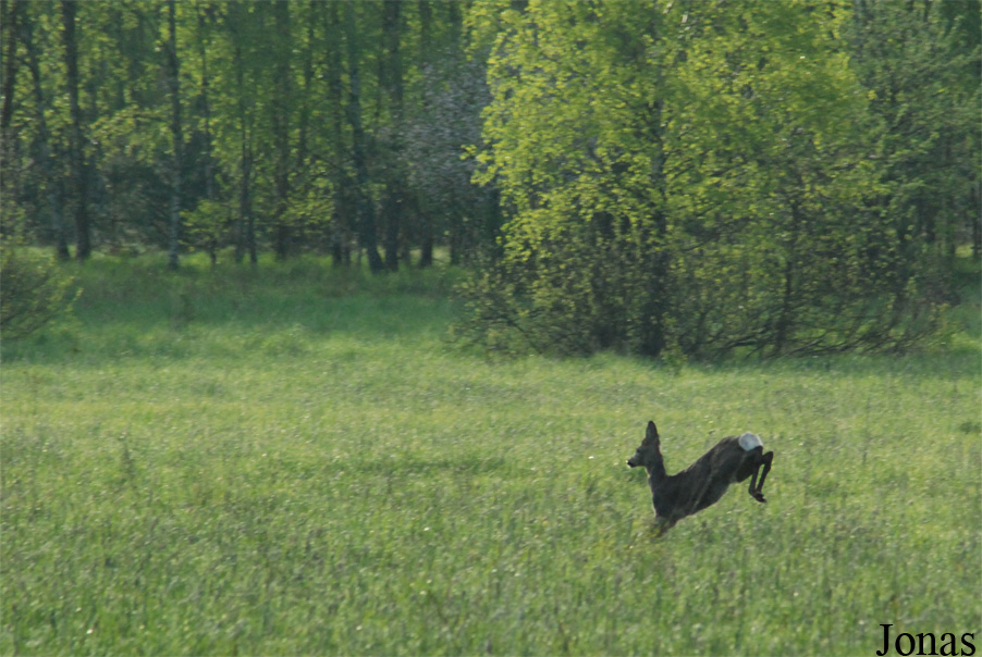 Białowieża