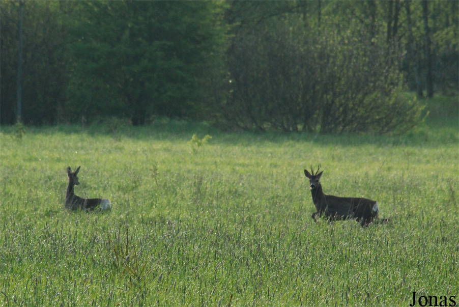 Białowieża