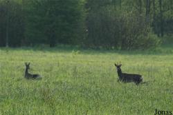 Białowieża