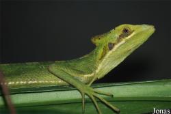 Corytophanidae