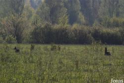 Białowieża