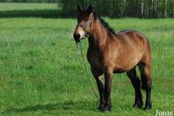 Cheval Trait polonais