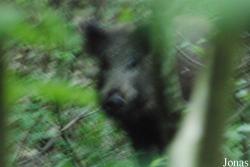 Białowieża