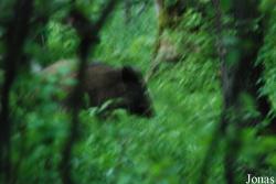 Białowieża
