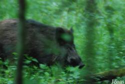 Białowieża