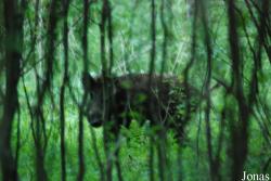 Białowieża