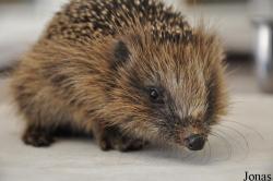 Erinaceus europaeus
