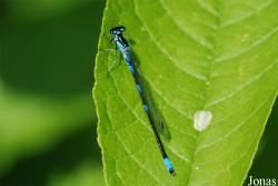 Odonata