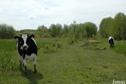 Vache Holstein