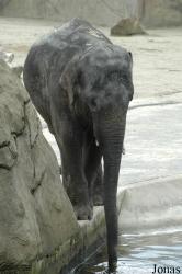 Zoo Köln