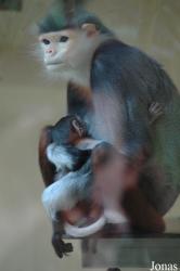 Zoo Köln