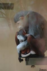 Zoo Köln