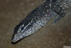 Varanus timorensis