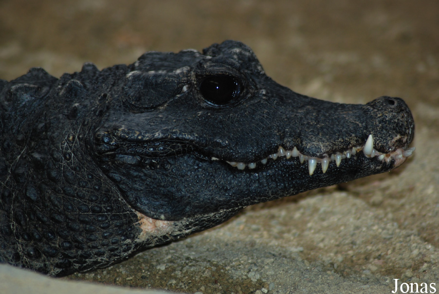 Zoo Olomouc