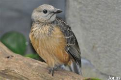 Chlamydera cerviniventris