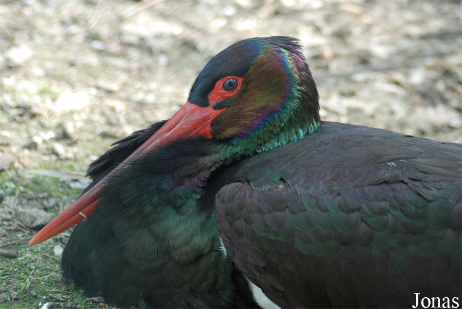 Zoo Olomouc
