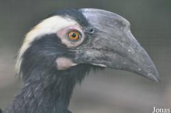 Anthracoceros malayanus