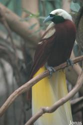 Zoo Köln