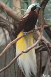 Zoo Köln