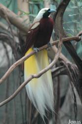 Zoo Köln
