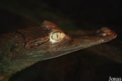 Akvárium Malawi