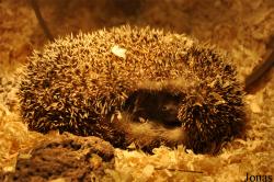 Atelerix albiventris