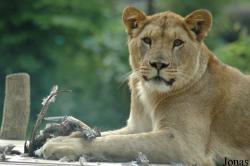 Panthera leo