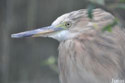 Ardeola grayii
