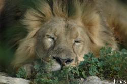 Panthera leo persica
