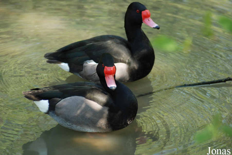 Zoo Zlín