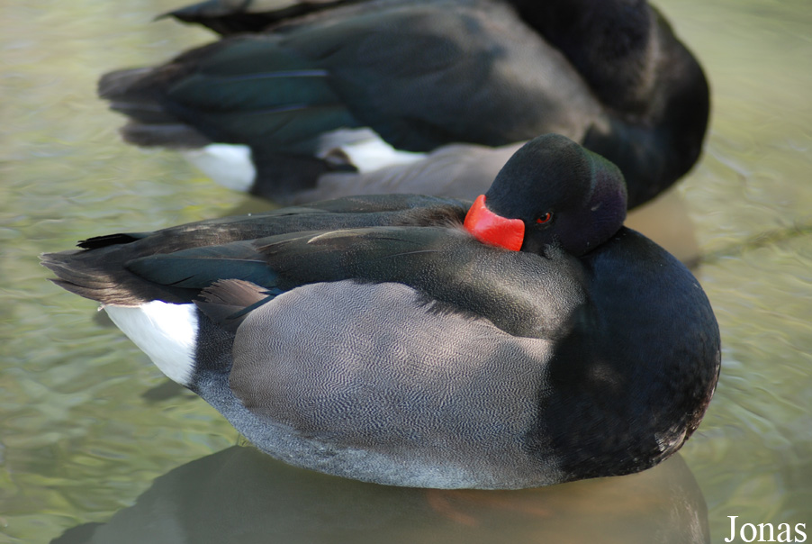 Zoo Zlín