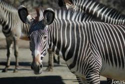 Equus grevyi
