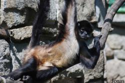 Ateles geoffroyi vellerosus