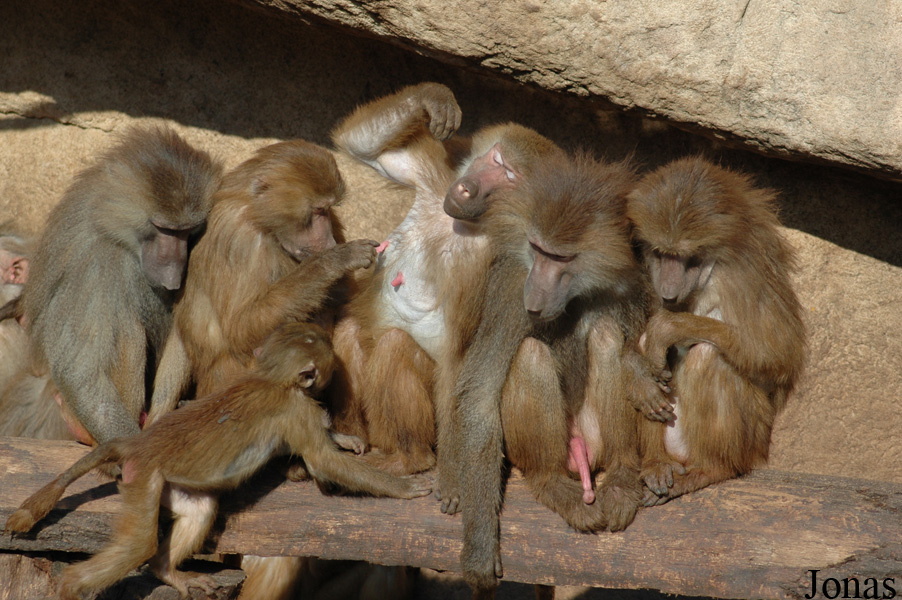 Zoo Köln