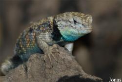 Zoologická zahrada města Brna