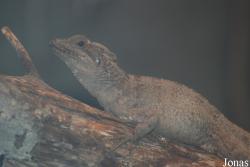 Zoologická zahrada města Brna