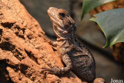 Basiliscus vittatus