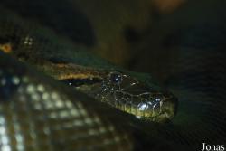 Zoologická zahrada města Brna