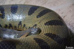 Eunectes murinus