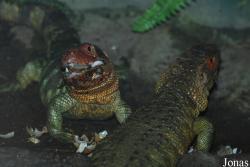 Zoologická zahrada města Brna