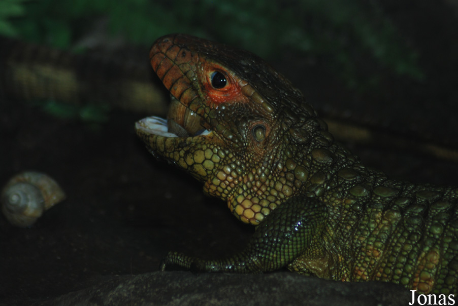 Zoologická zahrada města Brna