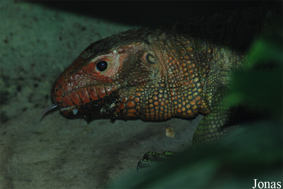 Zoologická zahrada města Brna