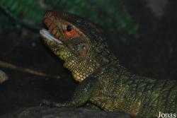 Zoologická zahrada města Brna