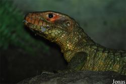 Zoologická zahrada města Brna