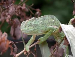 Chamaeleo senegalensis
