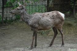 Zoologická zahrada města Brna